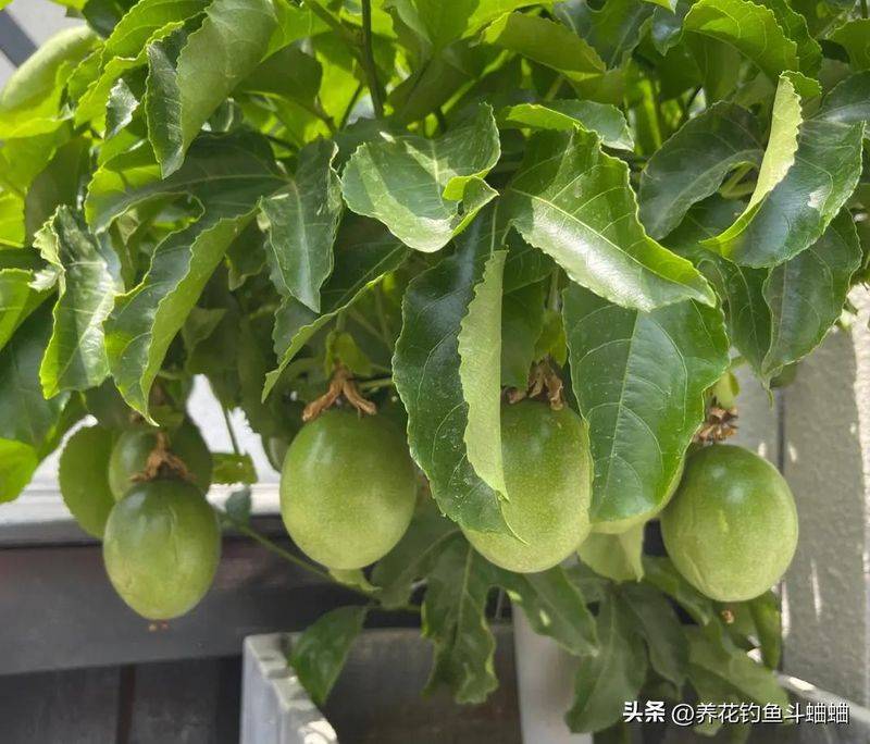 百香果种植技术