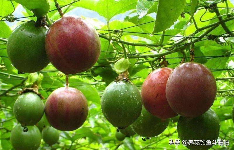 百香果种植技术