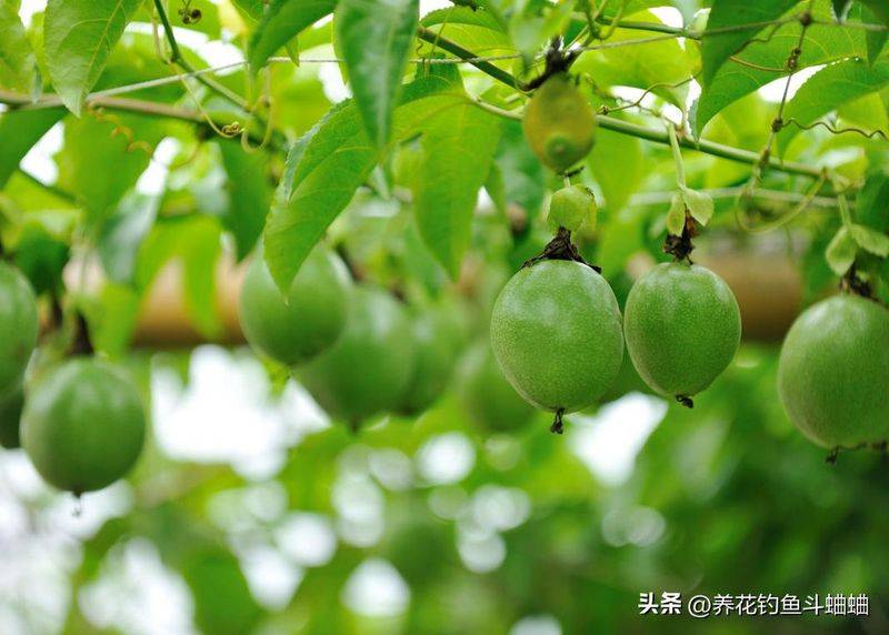 百香果种植技术