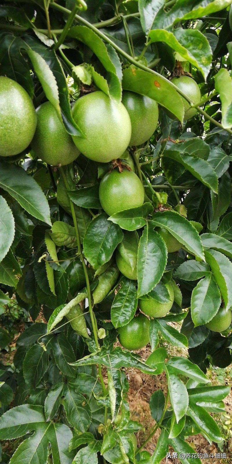 百香果种植技术