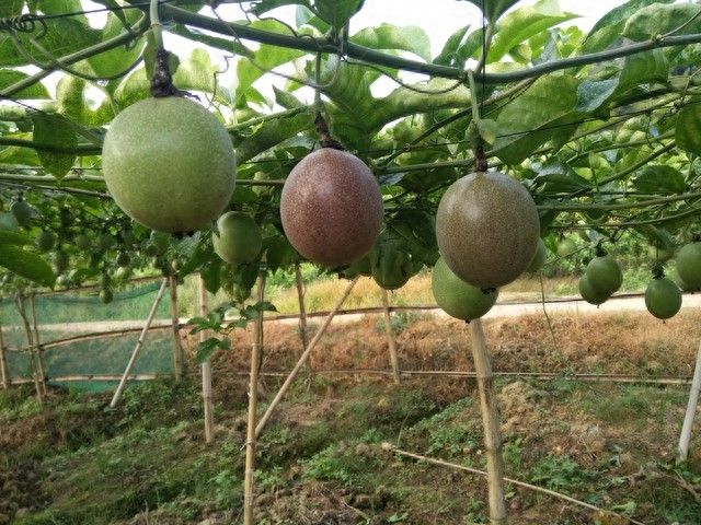 百香果种植技术