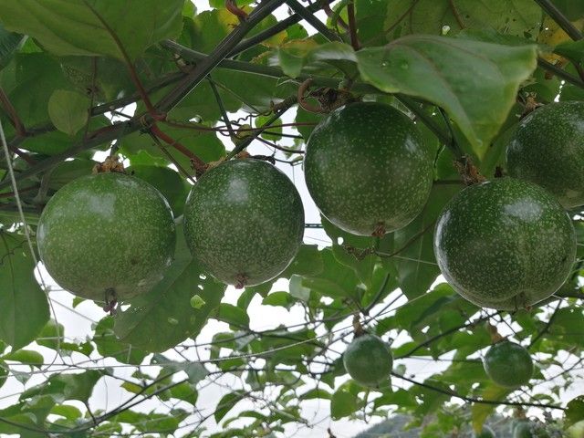 百香果种植技术