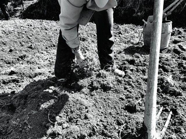 Southern potato cultivation techniques