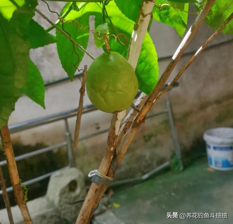 百香果种植技术