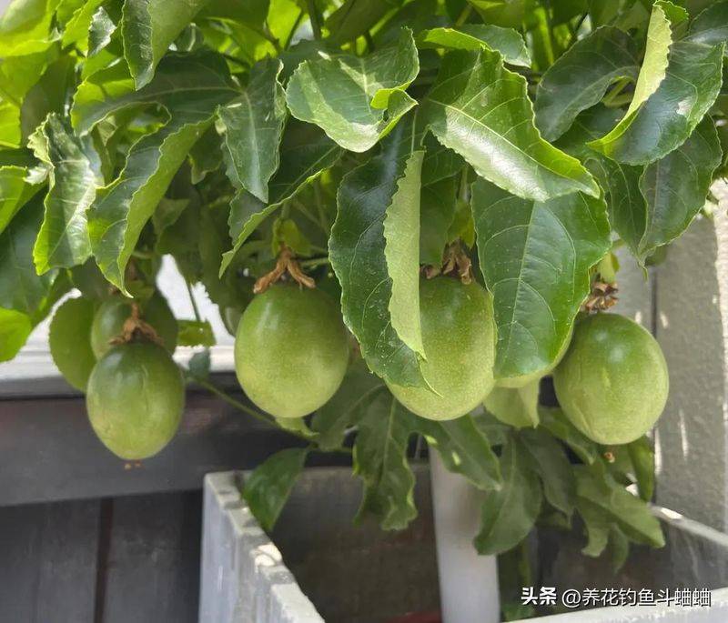 百香果种植技术