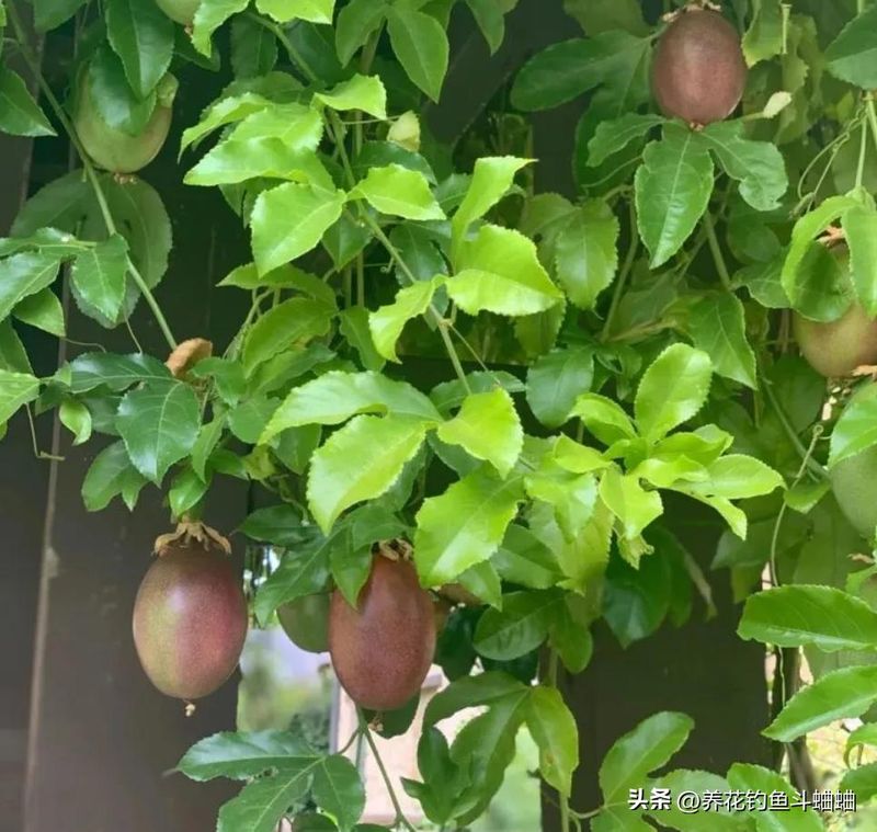 百香果种植技术