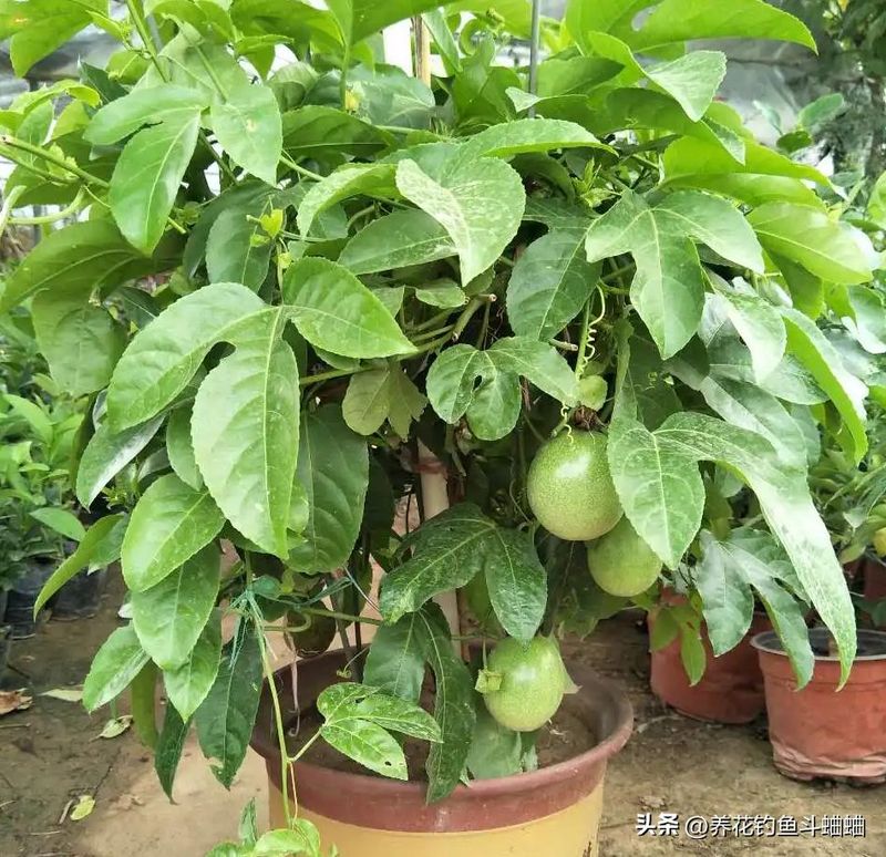 百香果种植技术
