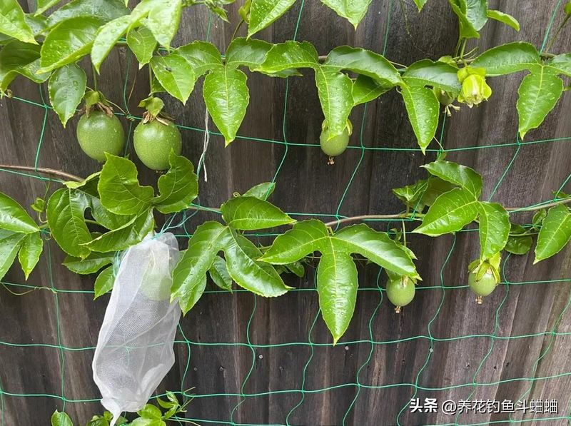 百香果种植技术
