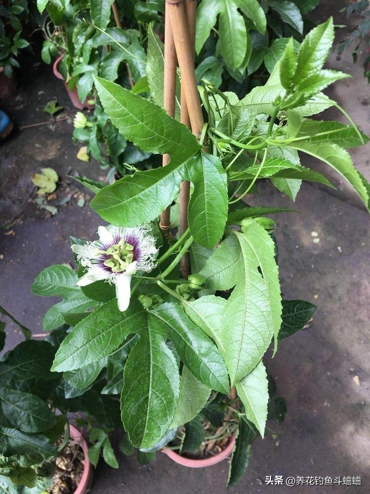 百香果种植技术