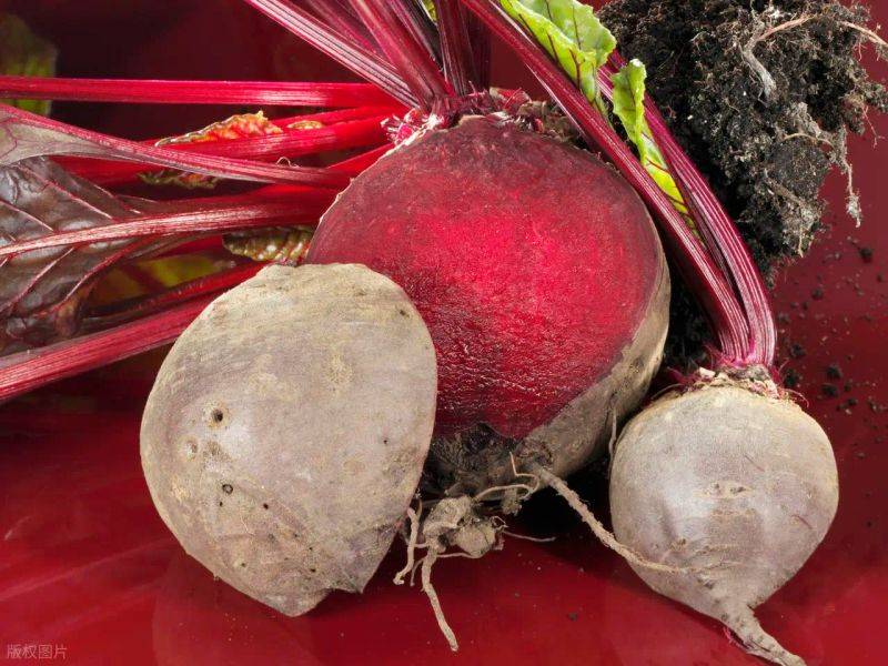甜菜：蹲了三千年菜园子，一朝翻身成糖王？
