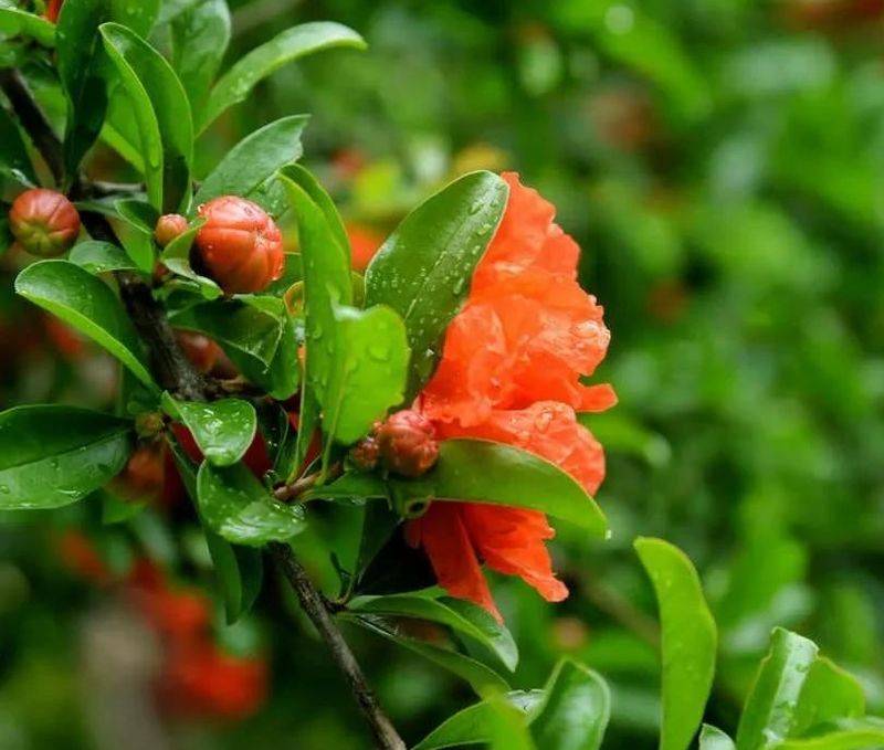 石榴树种植技术