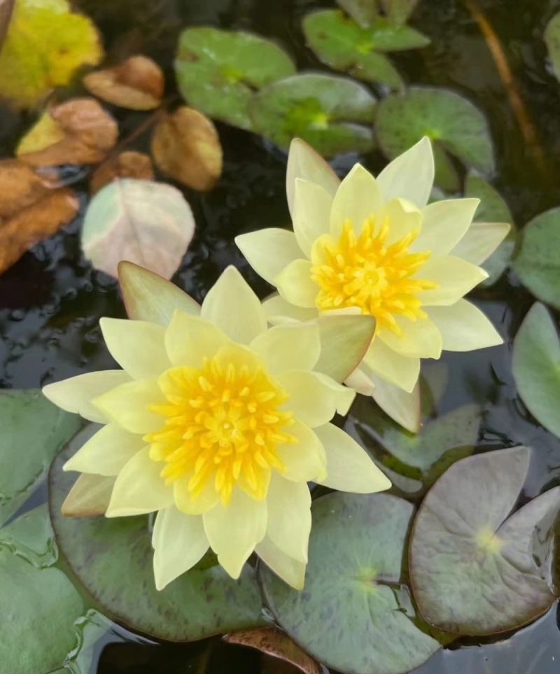 水族缸睡莲的种植方法