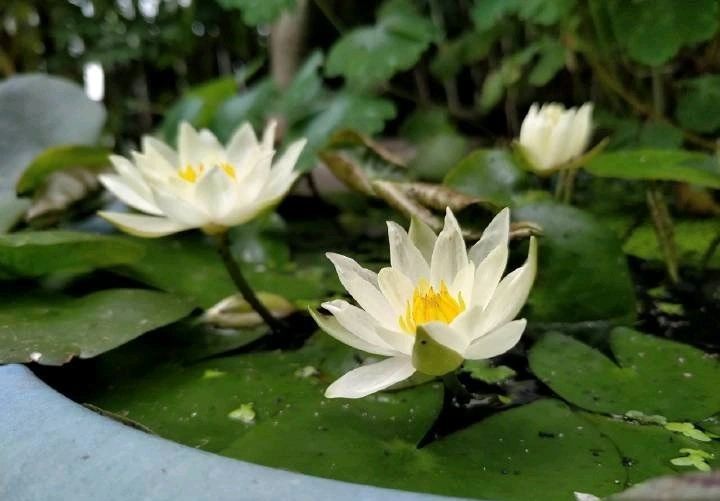 水族缸睡莲的种植方法