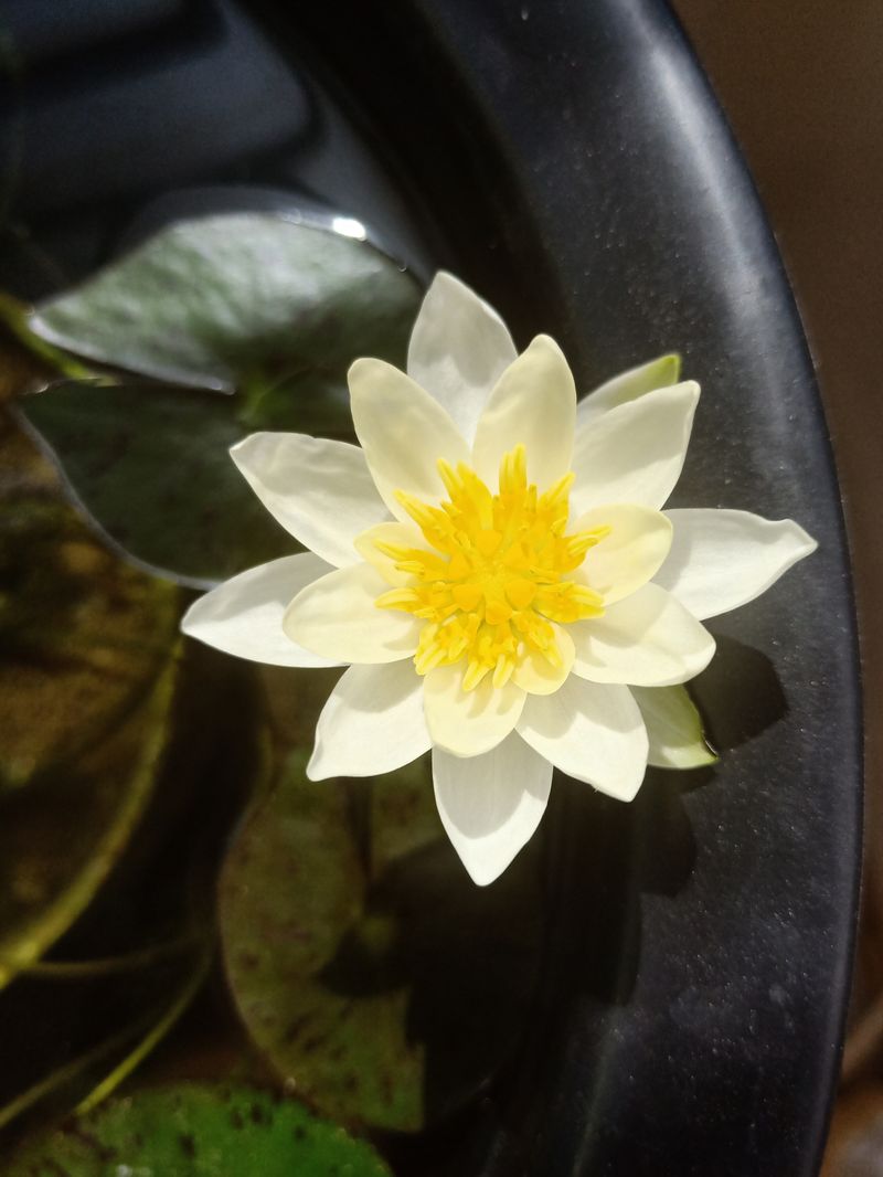 水族缸睡莲的种植方法