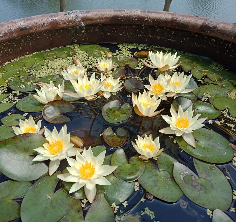 水族缸睡莲的种植方法