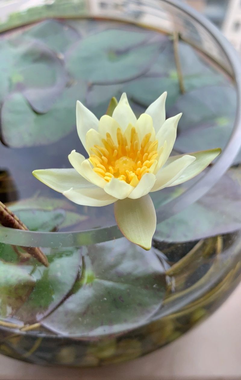 水族缸睡莲的种植方法