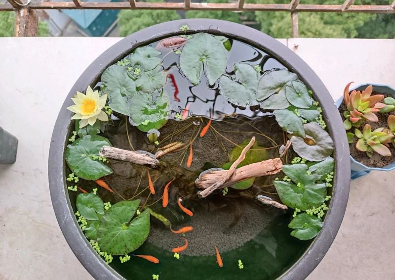 水族缸睡莲的种植方法