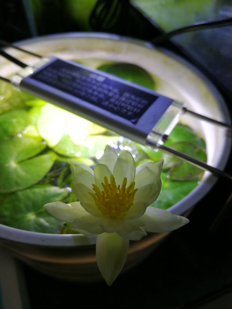 水族缸睡莲的种植方法