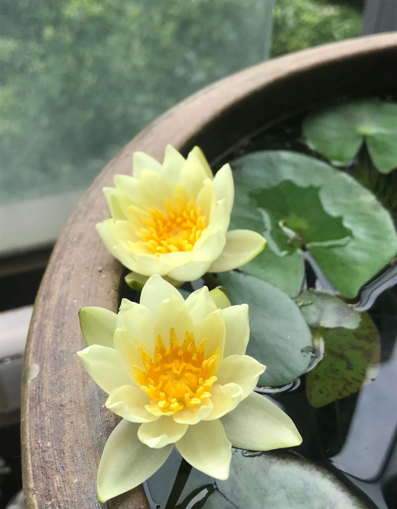 水族缸睡莲的种植方法