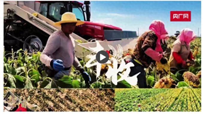 葵花种植技术视频