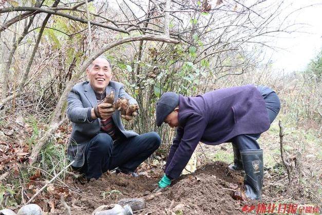 钩藤种植技术视频