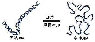 原位杂交原理
