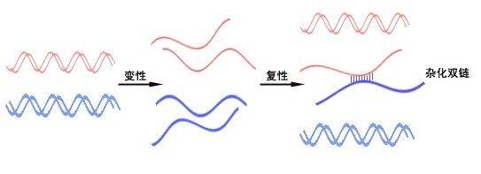原位杂交原理