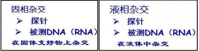 原位杂交原理