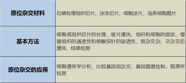 原位杂交原理