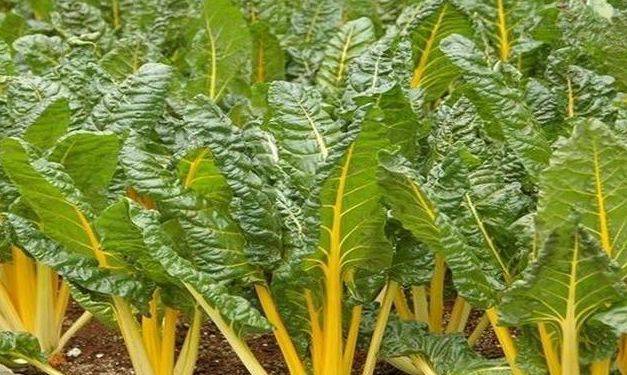 甜菜心种植技术