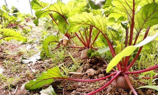 甜菜心种植技术