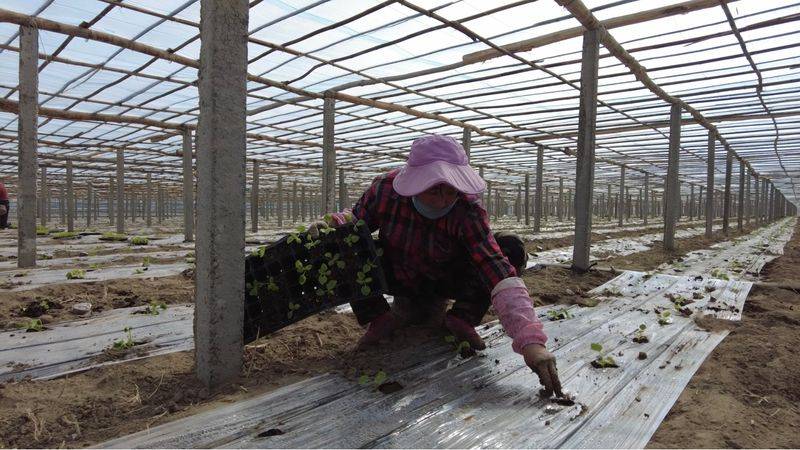 Plantation techniques