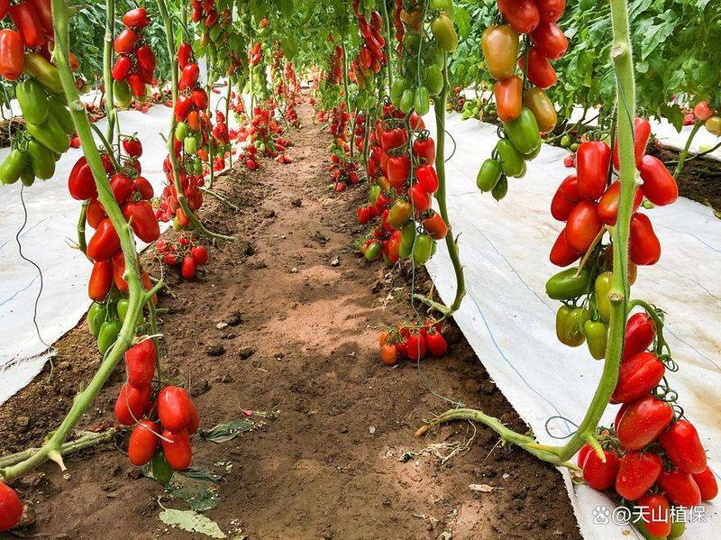 The method of planting seed of the holy fruit