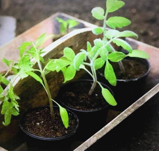 The method of planting seed of the holy fruit