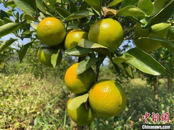 贡柑种植技术视频教学