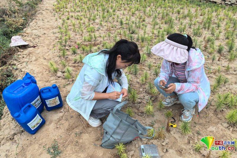 百合的种植方法