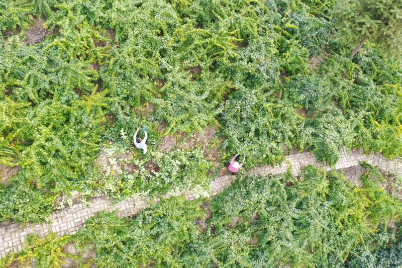 钩藤种植技术视频