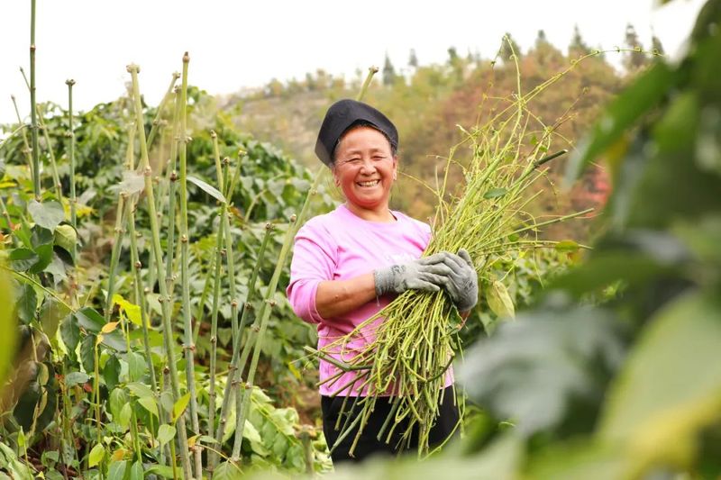 钩藤种植技术视频