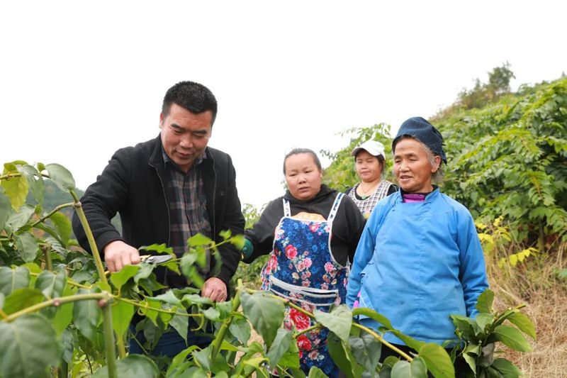 钩藤种植技术视频