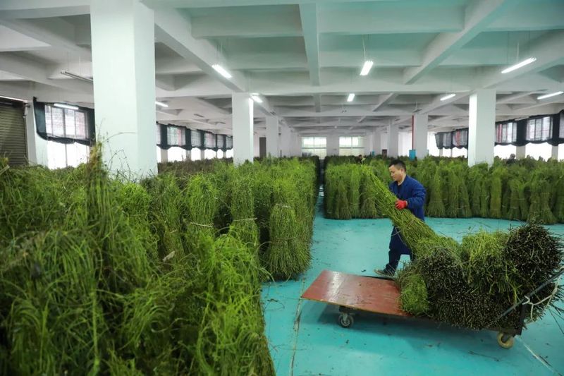 钩藤种植技术视频
