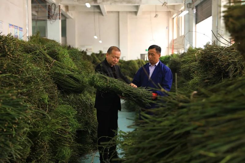 钩藤种植技术视频