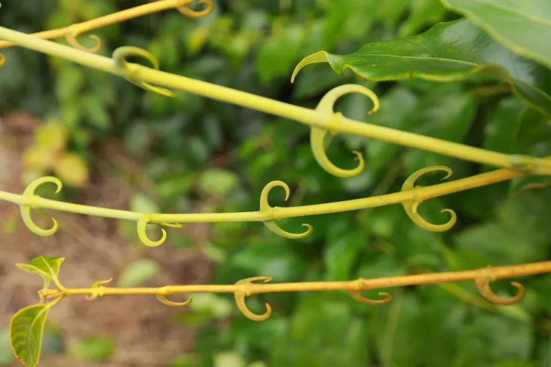 钩藤种植技术视频