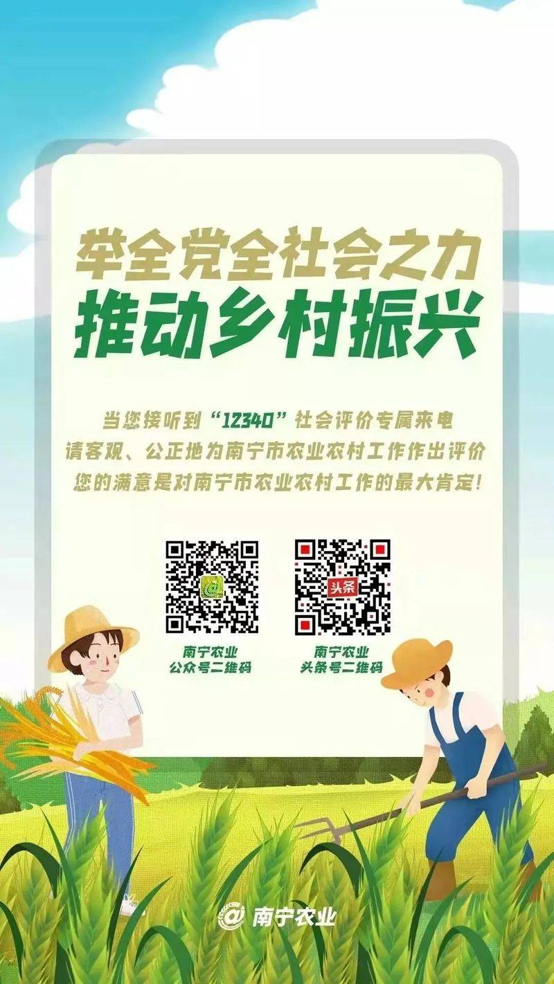 广西大豆-玉米带状复合种植技术