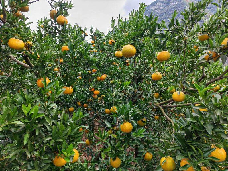 贡柑种植技术视频教学