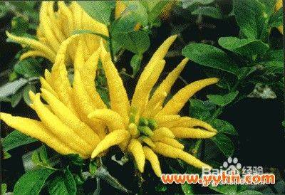 Technology for the cultivation of buddha's melon