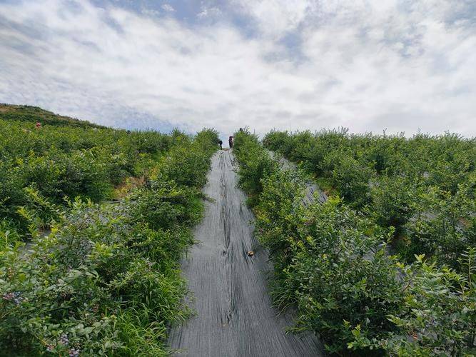 葵花种植技术视频