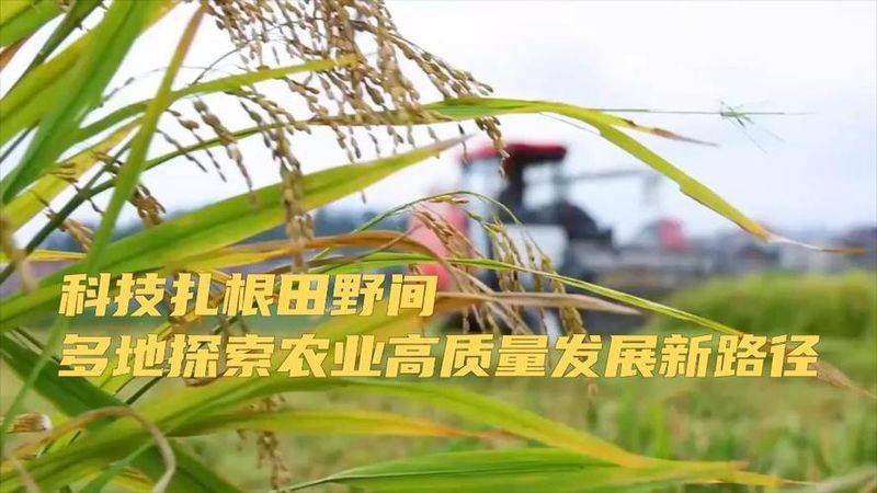 葵花种植技术视频