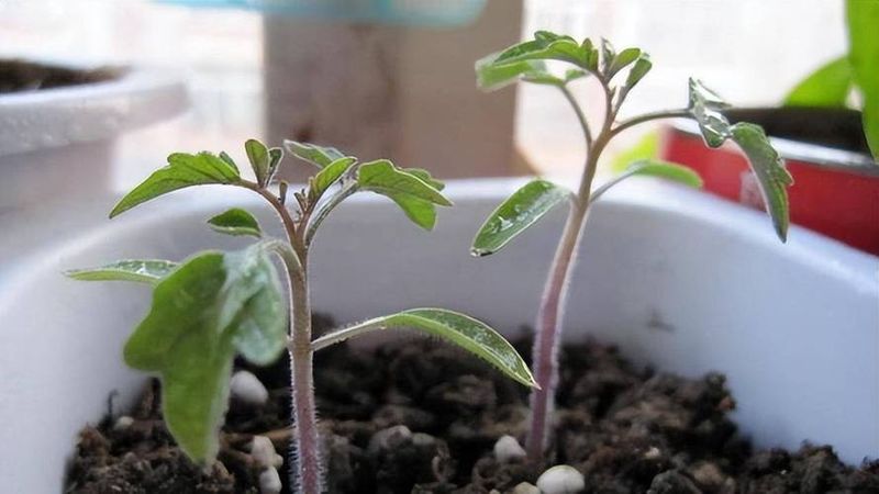圣女果种子的种植方法