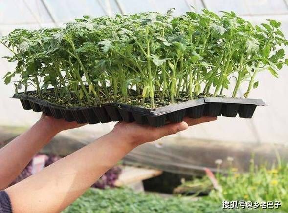 圣女果种子的种植方法