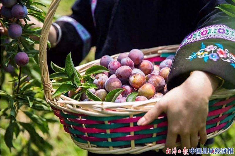 龙滩珍珠李种植技术
